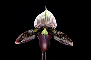 Paph Macabre Contrast Dark Wings HCC 79 pts.